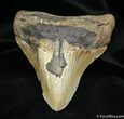 / Inch South Carolina Megalodon Tooth #729-1